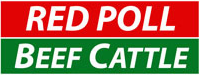 Red Poll Beef Catle